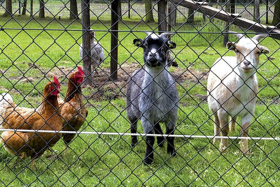 Two chicken and two goats are raised in the black PVC-coated chain link fence.