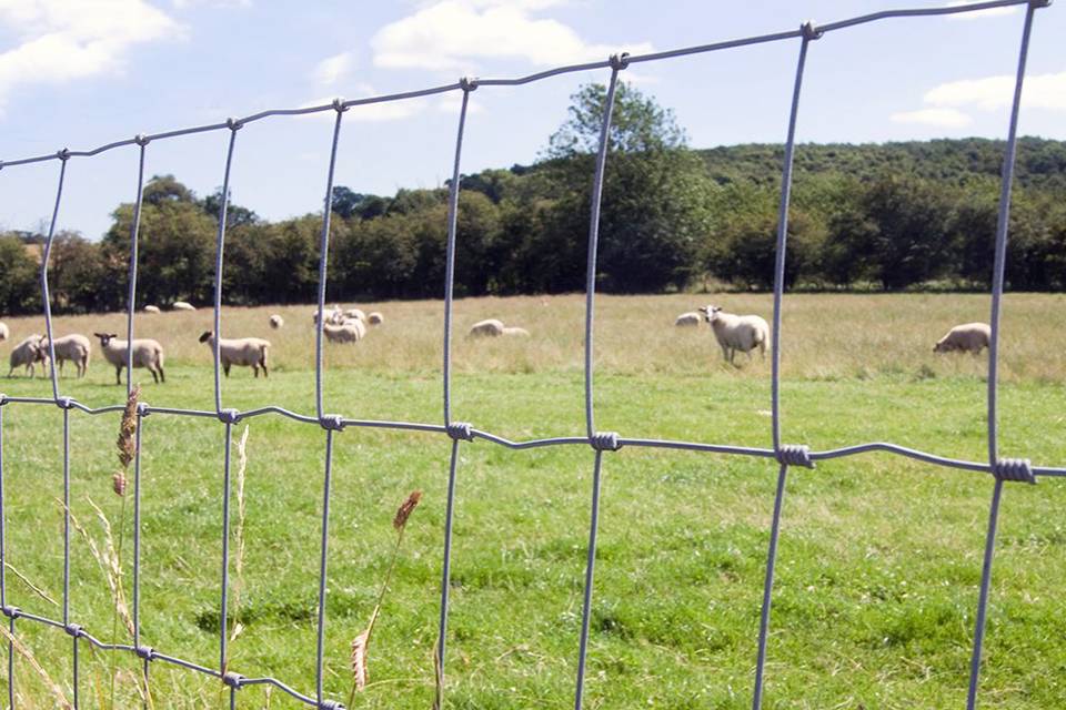 Sheep are raised in the farmland enclosed by hinge joint agricultural fence.